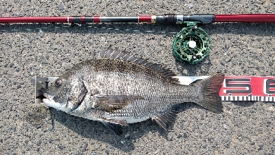 今日はハリス切れなし