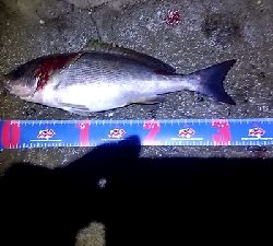 夜遅くからイサキの群れ