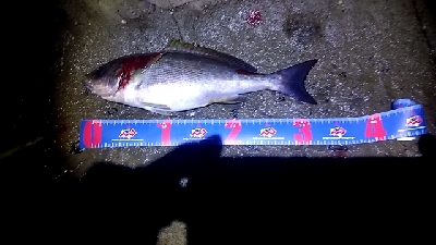 夜遅くからイサキの群れ