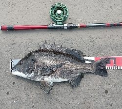 連日釣れました