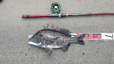 連日釣れました