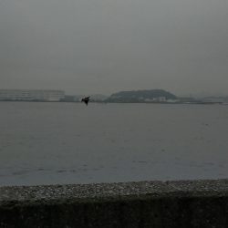 コノシロの大群