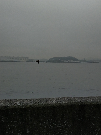 コノシロの大群