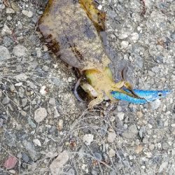 エギング　春イカは終了かな。