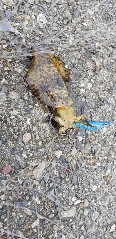 エギング　春イカは終了かな。