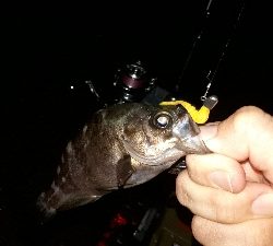 梅雨本番、梅雨メバルを求めて