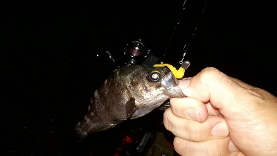 梅雨本番、梅雨メバルを求めて