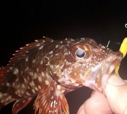 ライトゲーム三人衆