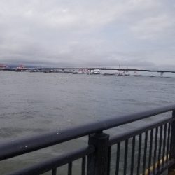 神戸空港 大サバ乱獲