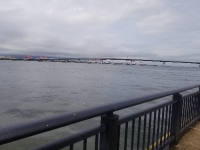 神戸空港 大サバ乱獲