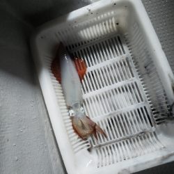 ゲリラ豪雨のなかのイカメタル