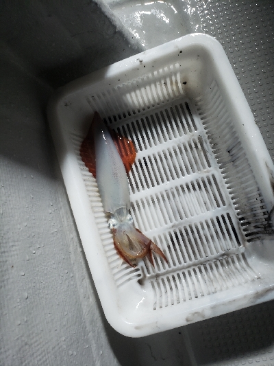 ゲリラ豪雨のなかのイカメタル