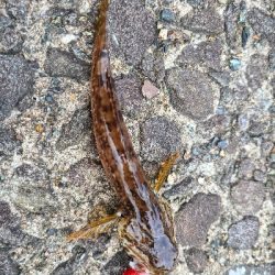 ロックフィッシュ