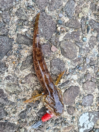 ロックフィッシュ