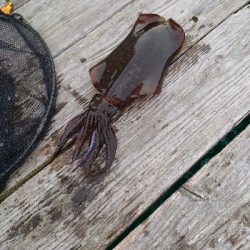 イカダエギング