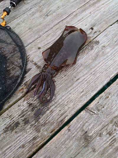 イカダエギング