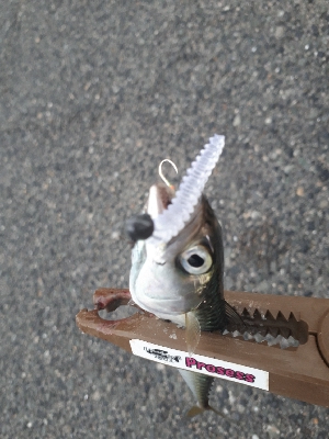 サバゲーはアジングの練習~