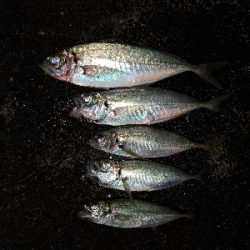 仕事終わりにアジング★