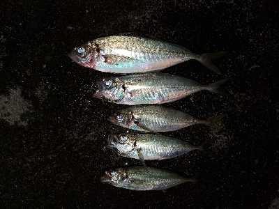 仕事終わりにアジング★