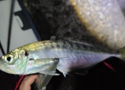 アジング、サバング