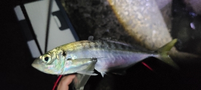 アジング、サバング