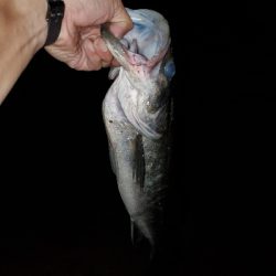 チヌトップタックルにて。