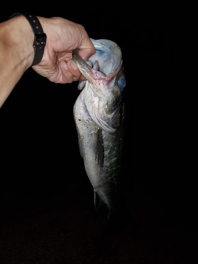 チヌトップタックルにて。