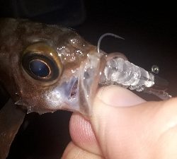 サバゲーからのメバリング