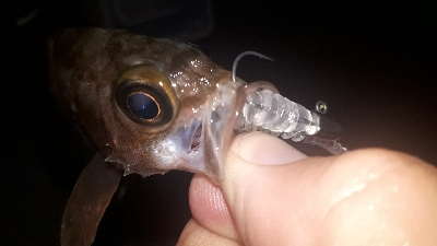 サバゲーからのメバリング