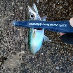 やっぱりサバのみ