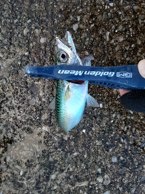 やっぱりサバのみ