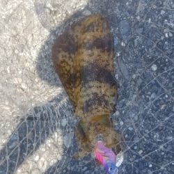 初場所で爆釣だったよ~ エギング