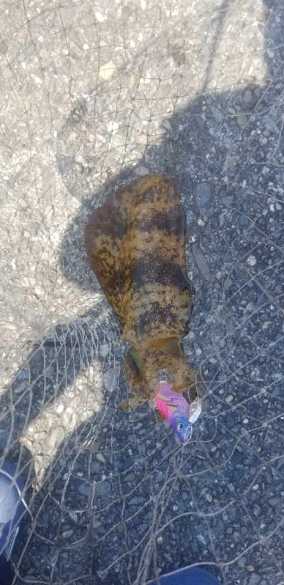 初場所で爆釣だったよ~ エギング