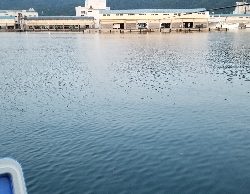 真夏のアジ、キス、タイ