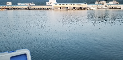 真夏のアジ、キス、タイ