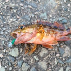 久しぶりのショアジギングの釣果!