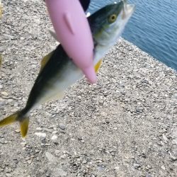 びっくり鯵、平目、鱚