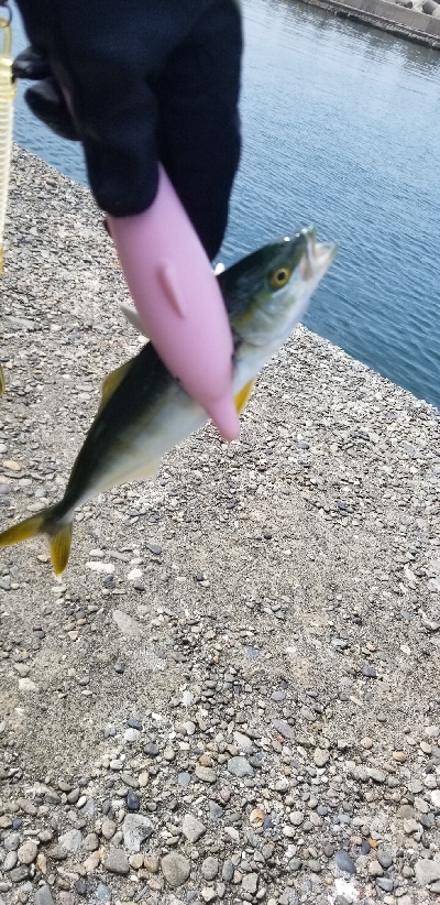 びっくり鯵、平目、鱚