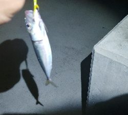 ライトソルト 五目達成！