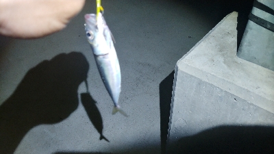 ライトソルト 五目達成！