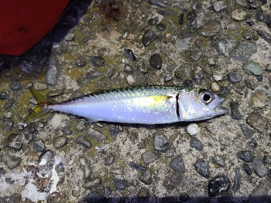 色々釣れました