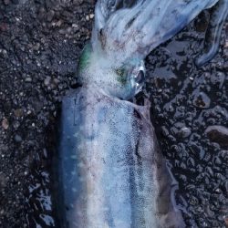 エギングからタチウオ狙い