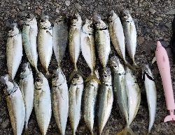 ヒラメ　アジ　アナゴ？