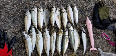 ヒラメ　アジ　アナゴ？