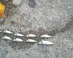 時合が短い。。。