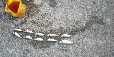 時合が短い。。。