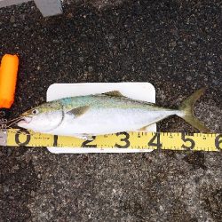 久しぶりの釣果