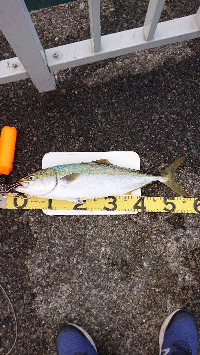 久しぶりの釣果