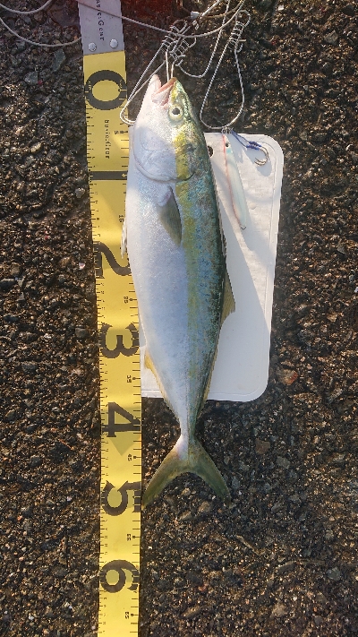 前回に続き激闘ジグ ピンクグロー