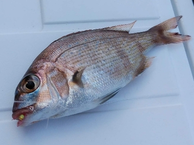 ファミリーサビキ